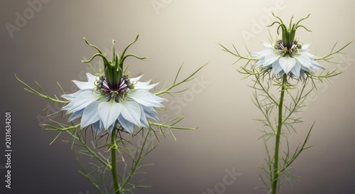 Two Nigella flowers in soft focus against a neutral background.