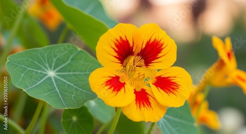 Vibrant Nasturtium Flower with Red Accents and Round Green Leaf.