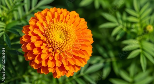 Vibrant Orange Marigold Flower in Full Bloom with Green Foliage.