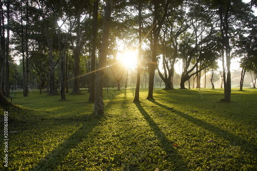 Scenic Nature Landscape with Tree Shadows