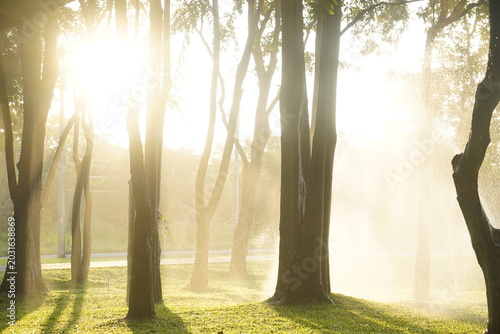 Golden Morning Light in Woodland Landscape