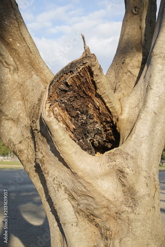 Hollow Tree Trunk with Decay and Texture
