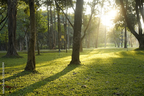 morning in the park