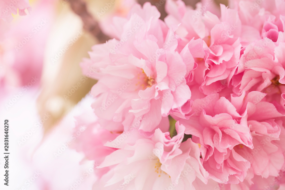 Obraz premium pink cherry blossom background soft sakura flowers spring garden close up delicate petals blooming tree branch concept of nature, beauty, wedding