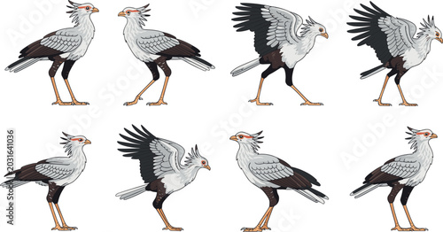 Bild auf Leinwand Detailed Secretary Bird Collection Featuring Multiple Poses Walking Spreading Wi