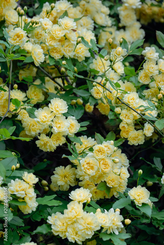 モッコウバラ-木香薔薇