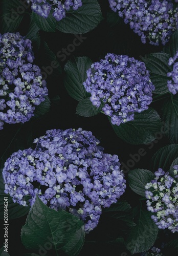 日陰の紫陽花