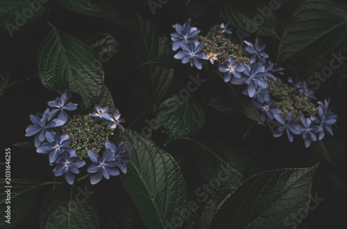 日陰の紫陽花