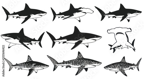 Bild auf Leinwand Black and white shark illustrations.
