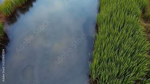 An aerial view of a wetland with an iridescent chemical sheen on the water, surrounded by green reeds.