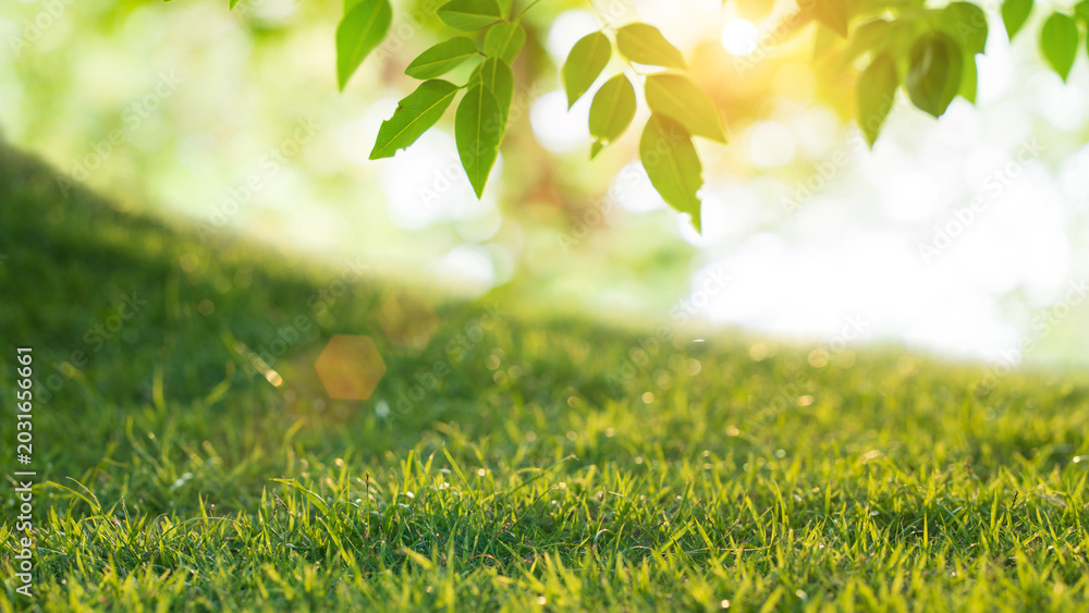 Obraz premium Fresh green grass and leaves with sunlight in nature background for eco and spring concept