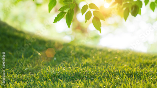 Fresh green grass and leaves with sunlight in nature background for eco and spring concept