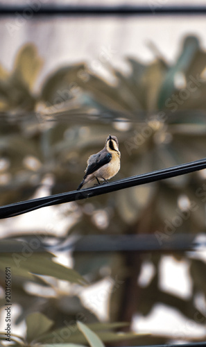 sparrow on a branch