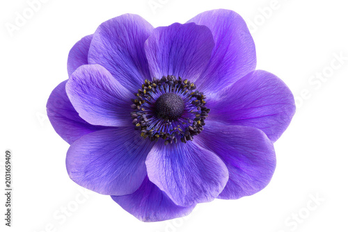 Vibrant purple anemone flower isolated on transparent background.