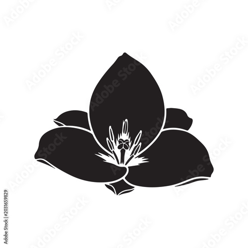 Sego lily silhouette, black and white flower