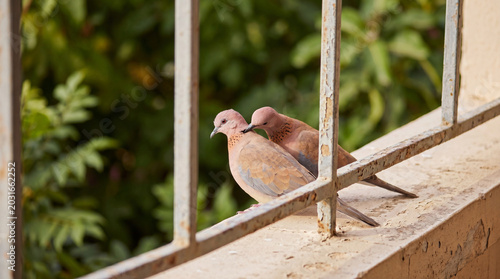 Canvas Print Two Eurasian collared doves perched closely on a weathered window ledge behind a metal security grill, showing care