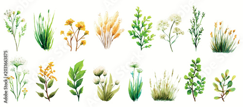 Εκτύπωση καμβά Collection of hand painted watercolor botanical elements depicting various plant
