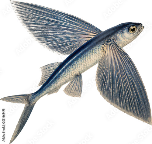 Dynamic Flying Fish Illustration with Extended Pectoral Fins