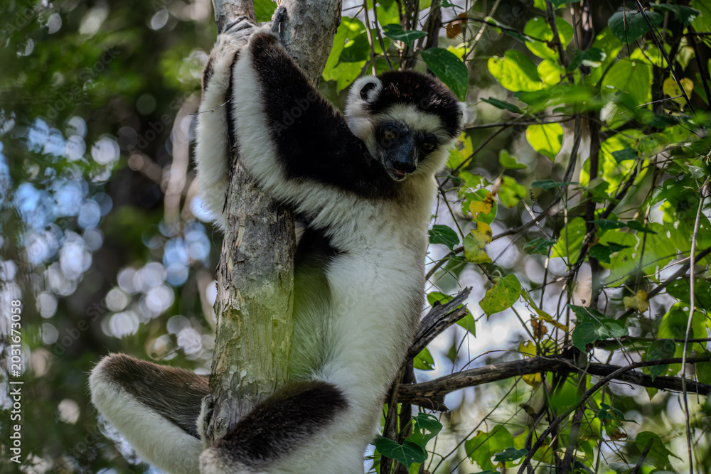 Fototapeta premium Verreaux's sifaka lemur in Madagascar clinging to a tree trunk