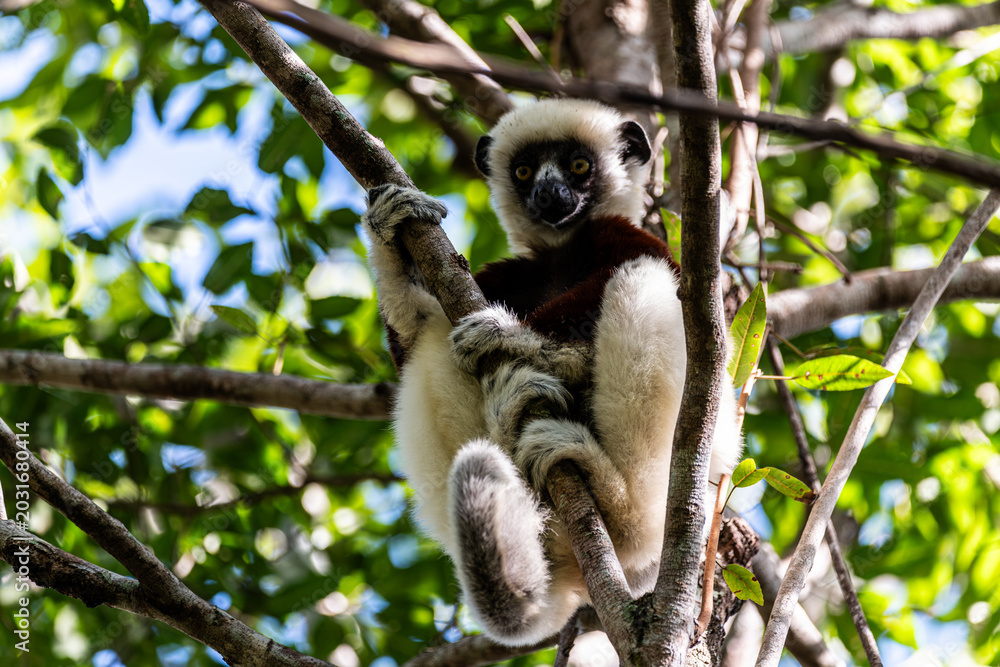 Fototapeta premium Coquerel's sifaka perched on a tree branch in Ankarafantsika National Park