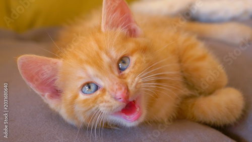 Bilde på lerret CLOSE UP: Ginger kitten yawns and meows after a long afternoon nap on the sofa