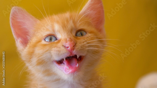 Vászonkép PORTRAIT: Adorable ginger tabby kitten looking around the apartment and meowing