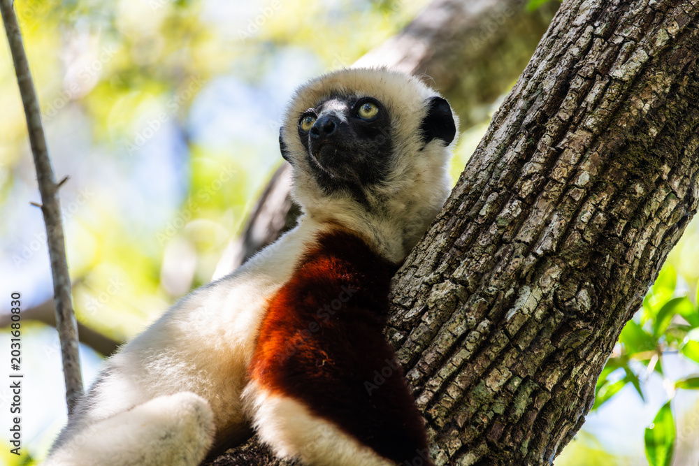 Fototapeta premium Coquerel's sifaka resting on a tree trunk in Ankarafantsika National Park