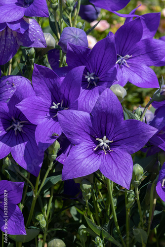 Close up of violet flowers of Platycodon grandiflorus (Balloon Flower, Chinese bellflower) in the garden