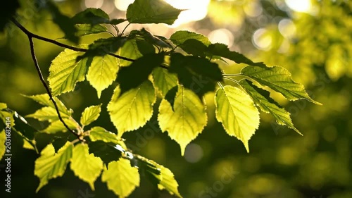 Sunlit green leaves on a branch close up in nature background