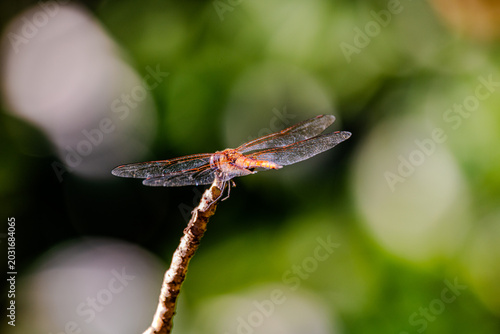 Orange dragonfly perched on the tip of a dry twig