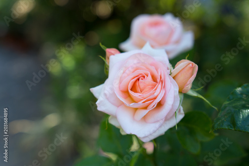 A detailed close-up shot capturing the soft texture of a lovely pink rose with a beautiful bokeh background. Suitable for beauty product packaging, wellness ads, and romantic designs.
