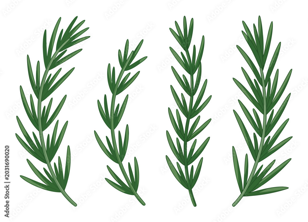 Fototapeta premium Rosemary Leaves Vector Illustration
