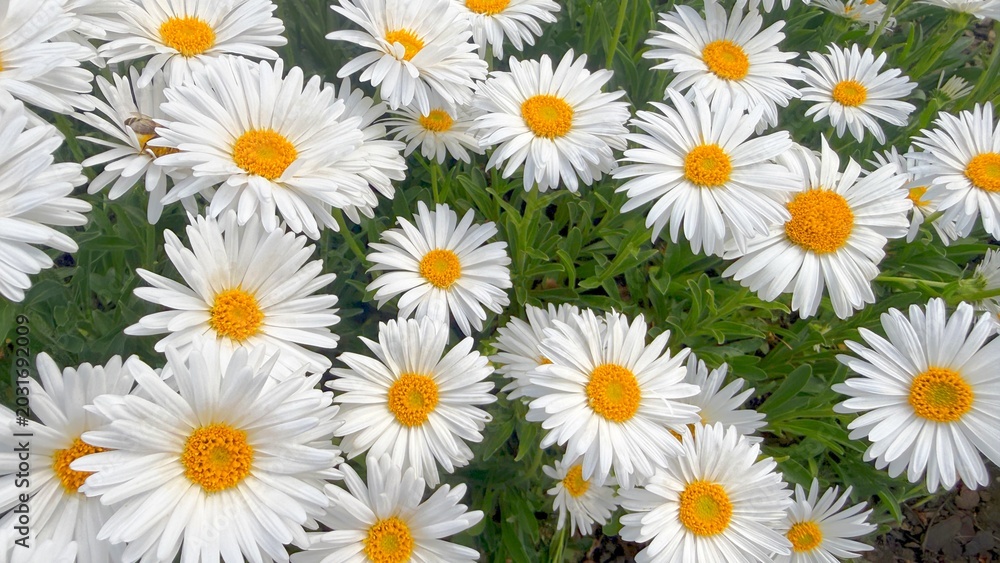 Fototapeta premium Blooming Chamomile Daisies in Summer Garden Fields 