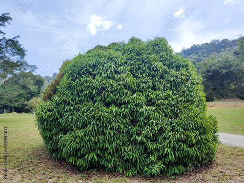 Photography Garcinia atroviridis tree with dense green foliage in a tropical landscape garden at Kepong Botanic Gardens  (Taman Botani Kepong ),  Kuala Lumpur, Malaysia