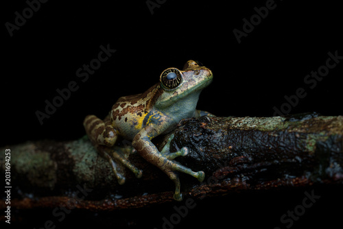 Photography Close-up macro photograph of a starry-eyed Ghat tree frog resting in its natural rainforest habitat in the Western Ghats, India