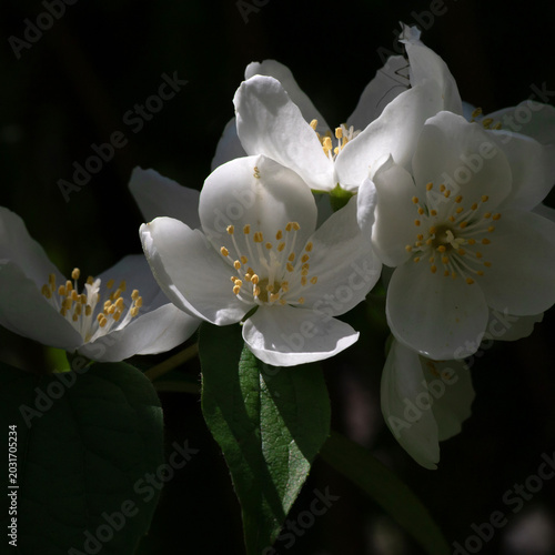 Delicate white jasmine flowers are in full bloom, set against lush green leav...