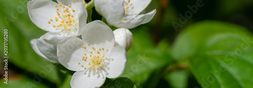 Jasmine flowers on branches with green leaves. These are beautiful, small whi...