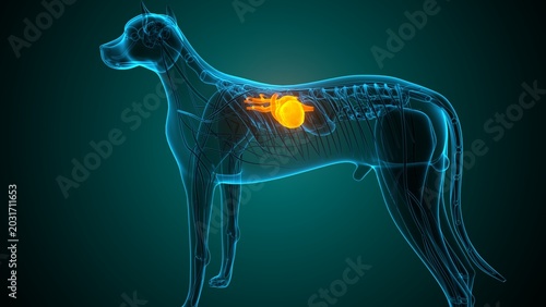 Heart of a dog anatomy. 3d render