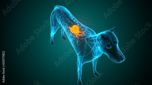 Heart of a dog anatomy. 3d render
