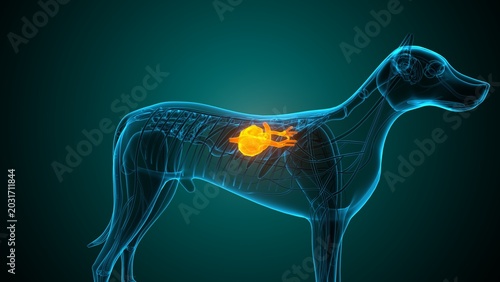 Heart of a dog anatomy. 3d render