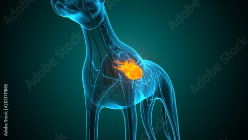 Heart of a dog anatomy. 3d render