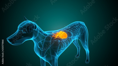 Heart of a dog anatomy. 3d render