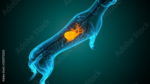 Heart of a dog anatomy. 3d render