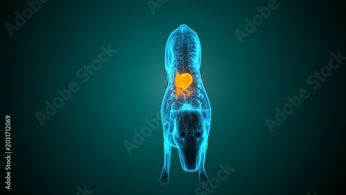 Heart of a dog anatomy. 3d render