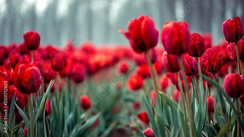 Tulips red flowers field closeup blooming spring outdoors bokeh