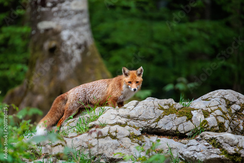 A day in the Slovenian forest