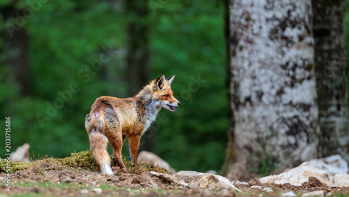 A day in the Slovenian forest