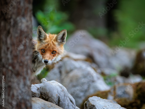 A day in the Slovenian forest