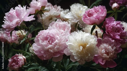 Peonies flowers bloom pink white floral garden bouquet