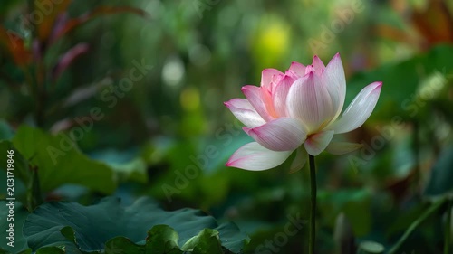 Lotus flower bloom pink pond nature garden botanical serenity